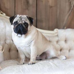 Princess Didi - Pug