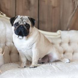 Princess Didi - Pug
