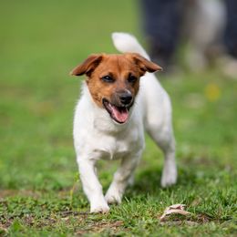 Russell Terrier Puppies from Frog Hollow Farm