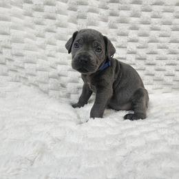 Blue collar - Gray male Cane Corso puppy in Fritch, Texas from Carrie Brown's Cane Corsos