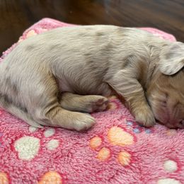 Dachshund Puppies from Andrepont Dachshunds
