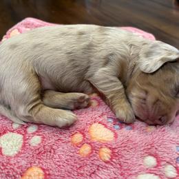 Dachshund Puppies from Andrepont Dachshunds