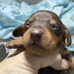 Boy 3 AKC - Chocolate and tan male Dachshund puppy in Fayetteville, Pennsylvania from PA's Darling Doxies