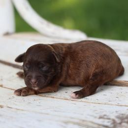Barak - Red male Whoodle puppy in West Bend, Iowa from Blue Skies Terriers