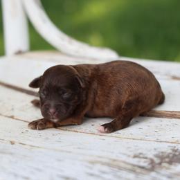 Barak - Red male Whoodle puppy in West Bend, Iowa from Blue Skies Terriers