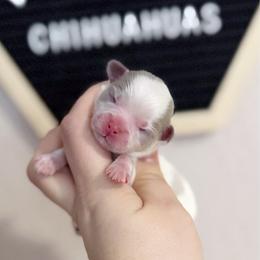 Reed - Chocolate blue male Chihuahua puppy in Harrison, Michigan from Cloud9 Chihuahuas