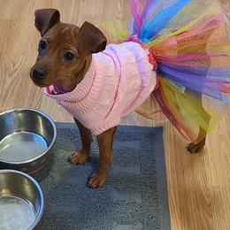 Miniature Pinscher All Grown Up from Waldron Family Min Pins