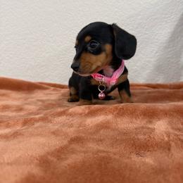 Linley - Black and tan female Dachshund puppy in Rising Star, Texas from Boring Weenies