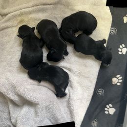 Oliver - Black male Scottish Terrier puppy in Goodrich, Texas from Landrum Scottish Terriers