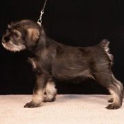 White - Pepper and salt female Standard Schnauzer puppy in Pismo Beach, California from Amandus Standard Schnauzers