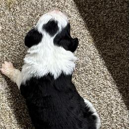 Pixie - Black and white female Sheepadoodle puppy in Joelton, Tennessee from PC Pampered Parti's
