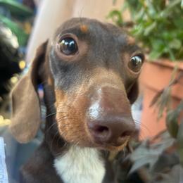 Cosmo - Dachshund