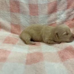 Dachshund puppies from Michel Creek Kennel