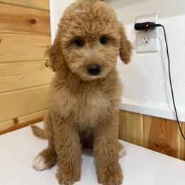 Porsche - Cream female Goldendoodle puppy in Payson, Utah from Country Sky Doodles
