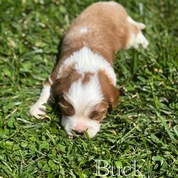Cavalier King Charles Spaniel Puppies from The Cozy Cavaliers