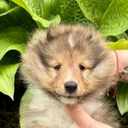 Tori - Sable and white male Shetland Sheepdog puppy in Iowa from Karmayne Kennels