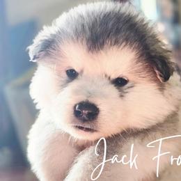 Jack Frost - Sable and white male Alaskan Malamute puppy in Brookwood, Alabama from Sunset Malamutes