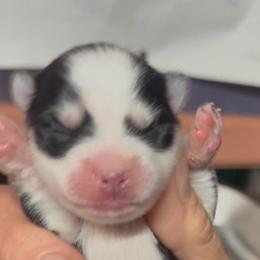 Twinkie - Black and white female Pomsky puppy in Spring Hill, Florida from PDQ Pomskies