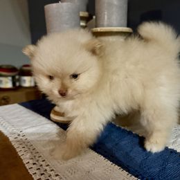 Boy 1 - Cream male Pomeranian puppy in Minooka, Illinois from Sheree’s Pomeranians