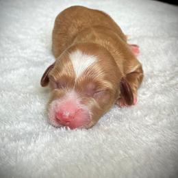 Yaeger - Red male Dachshund puppy in Harrison, Arkansas from Dachshunds on the Hill