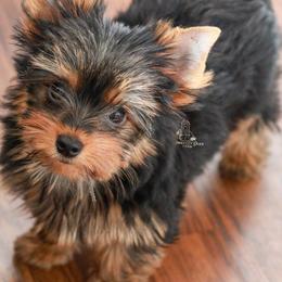 Yorkshire Terrier Puppies from Essence of Grace Yorkies