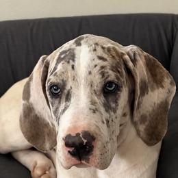 French Bulldog and Great Dane Puppies from Doyle’s Royal K9