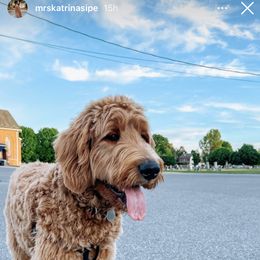 Goldendoodle All Grown Up from Diller Doodle Pups
