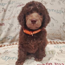 Coffee - Brown male Poodle puppy in Lubbock, Texas from Hidden Gems