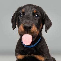 Beauceron Puppies from SilverStruck Kennels