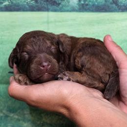 Marquee - Phantom male Poodle puppy in Springfield, Oregon from Valaurah Farms