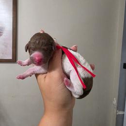Valor - Parti male Poodle puppy in Plainfield, New Jersey from Caris Paws Poodles and Labradoodles