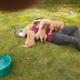 Golden Retriever Puppies from Hunnydew Goldens