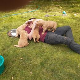 Golden Retriever Puppies from Hunnydew Goldens