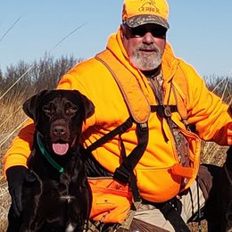 Labrador Retrievers from V3K9 Solutions, Inc.