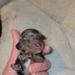 Dapple boy - Dapple male Dachshund puppy in West Plains, Missouri from Spring Creek Dachshunds