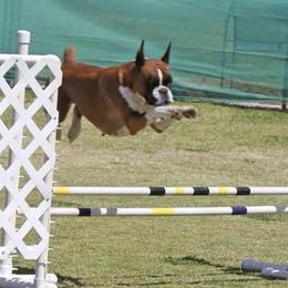 Princess - Boxer