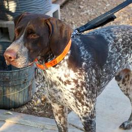 German Shorthaired Pointers from Hunting Son's Pointers