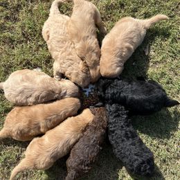 Goldendoodles from Merrie Doodles