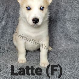 Pomsky Puppies from Paw-lenty of Pomskies