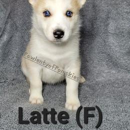 Pomsky Puppies from Paw-lenty of Pomskies