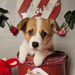 Cocoa- Docked tail - Red female Pembroke Welsh Corgi puppy in Deming, New Mexico from Dragon Ridge Corgis