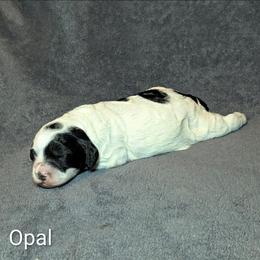 Opal - Black and white female Cockapoo puppy in Sunset, Louisiana from Cano Cockapoos