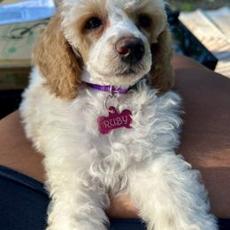 Kaia - Parti female Poodle puppy in Grand Rapids, Michigan from Earthstone Poodle