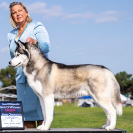 Siberian Huskies from Hart Creek Siberians