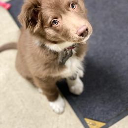 Australian Shepherd Puppies from Spirited Aussies