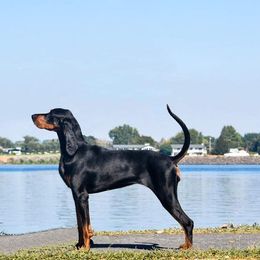 Ella - Black and Tan Coonhound