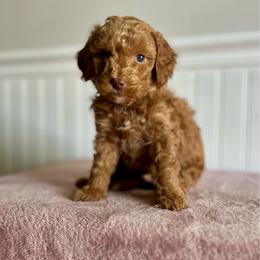 Cheerios - Red  male Goldendoodle puppy in Taylorsville, North Carolina from Heartfelt Doodles