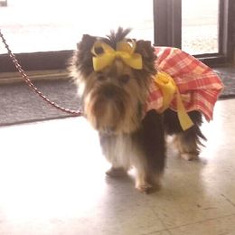 Yorkshire Terrier Puppies from Yorkielicious Yorkies
