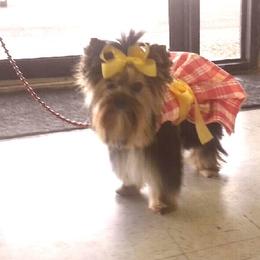 Yorkshire Terrier Puppies from Yorkielicious Yorkies