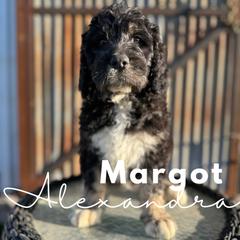 Margot Alexandria - Saint Berdoodle puppy in Mesa, Arizona from Desert Bohunk Doodles and Branded Bullies